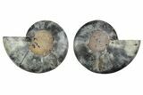 Cut & Polished Ammonite Fossil - Unusual Black Color #241526-1